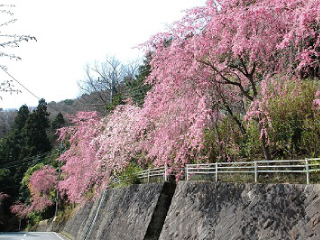 大平台しだれ桜のイメージ