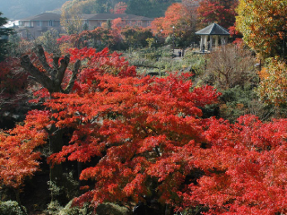 強羅公園紅葉のイメージ