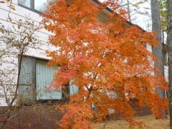 すずかる荘　紅葉
