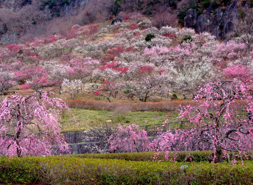 湯河原梅林の写真