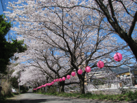 千歳川沿い桜並木のイメージ